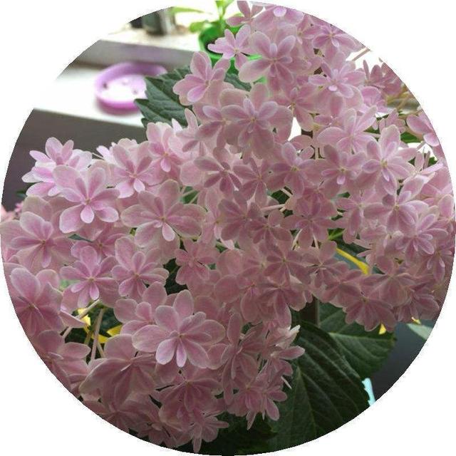 绣球花怎么养，花球又大又鲜艳（绣球花怎么养才能开花）