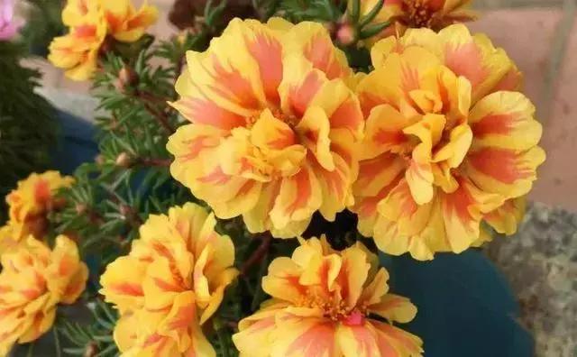 绿萝好养吗,绿萝怎样栽培(绿萝竟然排在倒数第1) 绿萝好养吗,绿萝怎样栽培(绿萝竟然排在倒数第1)