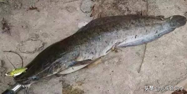 本地塘鲺鱼养殖，塘鲺鱼苗如何养殖（埃及塘虱鱼经历了什么）