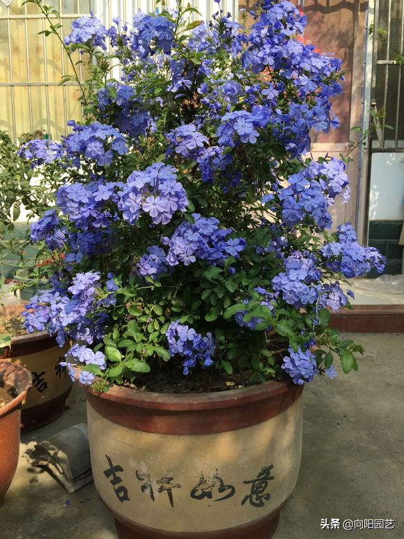 蓝雪花几月份开花，蓝雪花是几月开花（阳台开成“花园”）