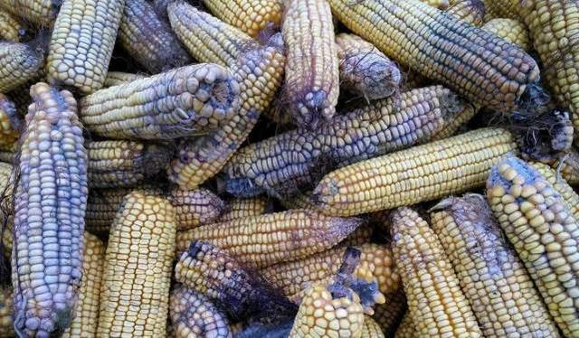 糯玉米和甜玉米哪个热量高，一根糯玉米和一碗米饭的热量（减肥跟糖尿病人群应该选哪种）
