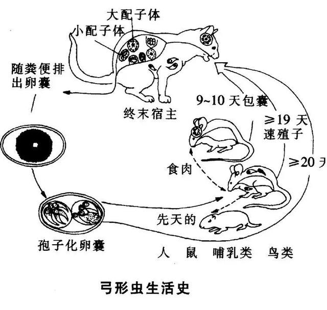 猫身上的寄生虫，猫咪体内寄生虫症状与治疗（猫身上有哪些寄生虫）