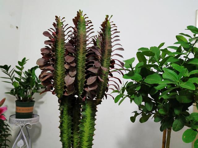 龙骨花的养殖方法，龙骨花的养殖方法修剪_龙骨花如何扦插