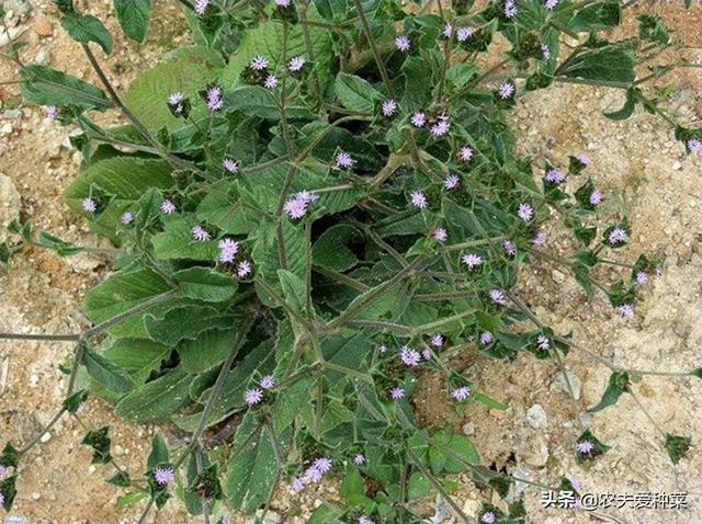 地胆头的功效与禁忌，它是野生“地胆草”