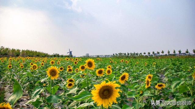 孝感有哪些好玩的旅游景点，孝感有哪些好玩的旅游景点金卉庄园（湖北孝感旅游攻略——孝感必去景点）