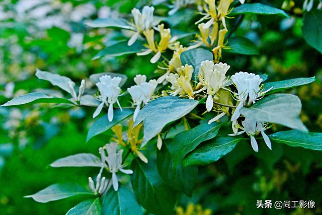 金银木的形态特征和果实作用详情介绍，金银木的果实功效与作用（黄白同枝姐妹花一一金银“木”）