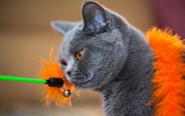 猫一窝能生几只，猫一年生几窝（猫咪生了5只小猫）