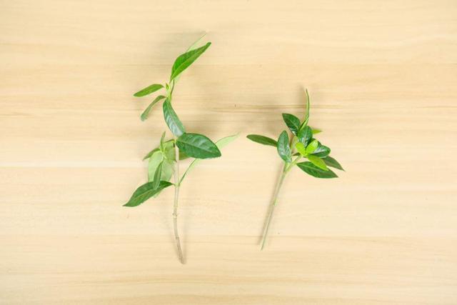 扦插的原理和特点有哪些，扦插的基本原理（教你两招扦插方法）