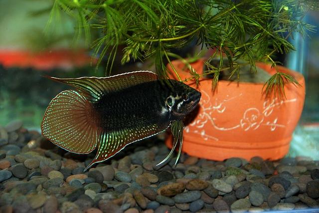 中国叉尾斗鱼怎么区分公母，怎么判断马尾斗鱼是公的还是母的（低调却不失奢华的存在）