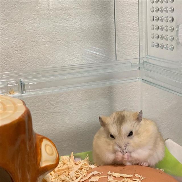 仓鼠寿命为什么这么短，仓鼠养久了会有感情吗（但依旧无法阻挡鼠鼠的离去）