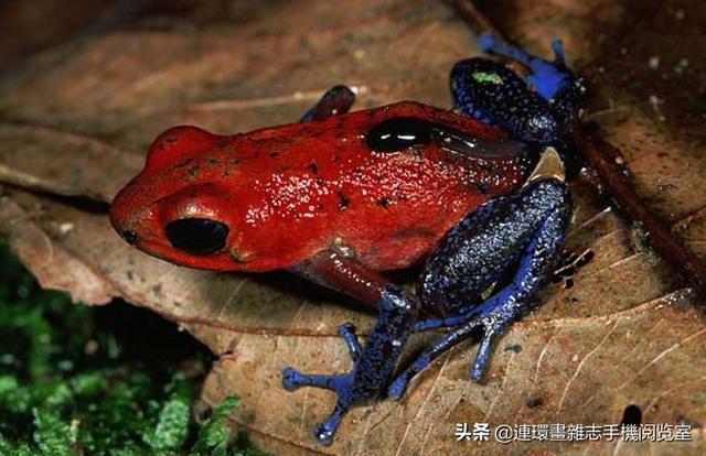 比较常见的青蛙种类，青蛙种类图片大全