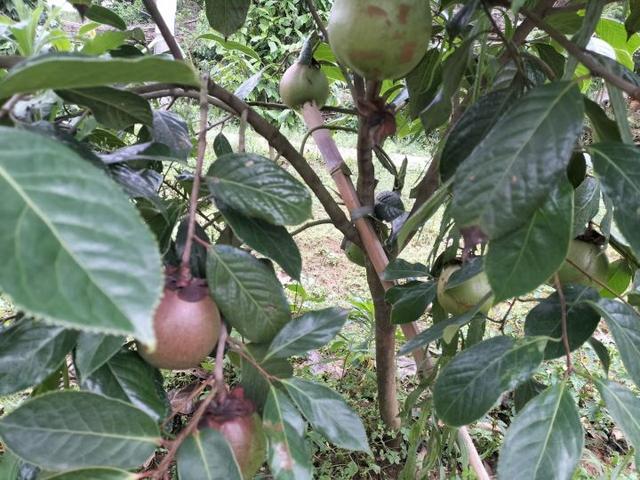 大果红花油茶适应什么地方种植，高档食用植物油、东方橄榄树——大果红花油茶