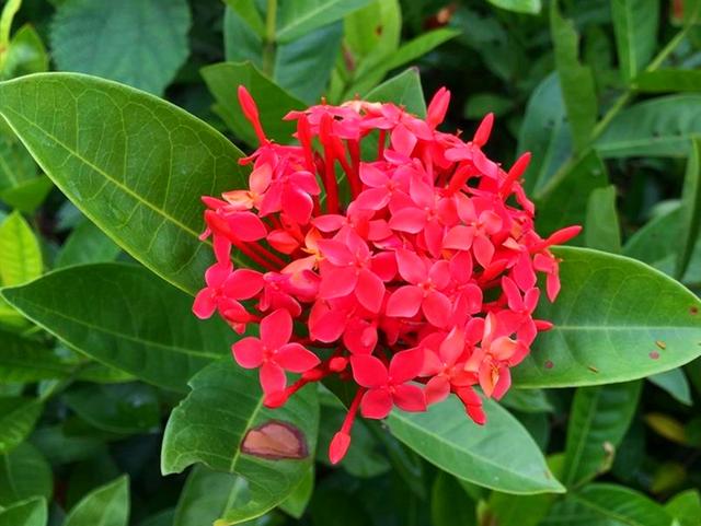 龙船花的养殖方法和注意事项，【龙舟花】龙舟花的栽培及注意事项（红红火火的龙船花）