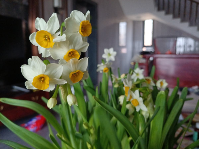 冬天开的花有哪些，冬天开的花有哪些20种...（1种花是冬季“爆品”）