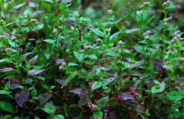 猫儿眼生长在什么地方，猫儿眼有什么药用价值（农村一种似“猫眼”的野草）