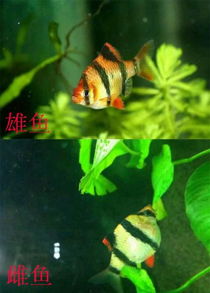 金波子怎么分公母，金波子鱼怎么区分公母（九种常见热带鱼性别区分方法）
