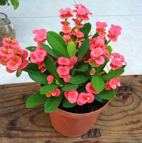 虎刺梅，虎刺梅“有毒”很多人还是养家里（虎刺梅黄叶是怎么回事）