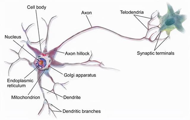 宇宙进化系统，为什么只有人类进化出高度发达的大脑
