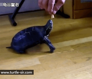 成语缩头什么颈，头缩颈的近义词（全程高能来袭第一季）