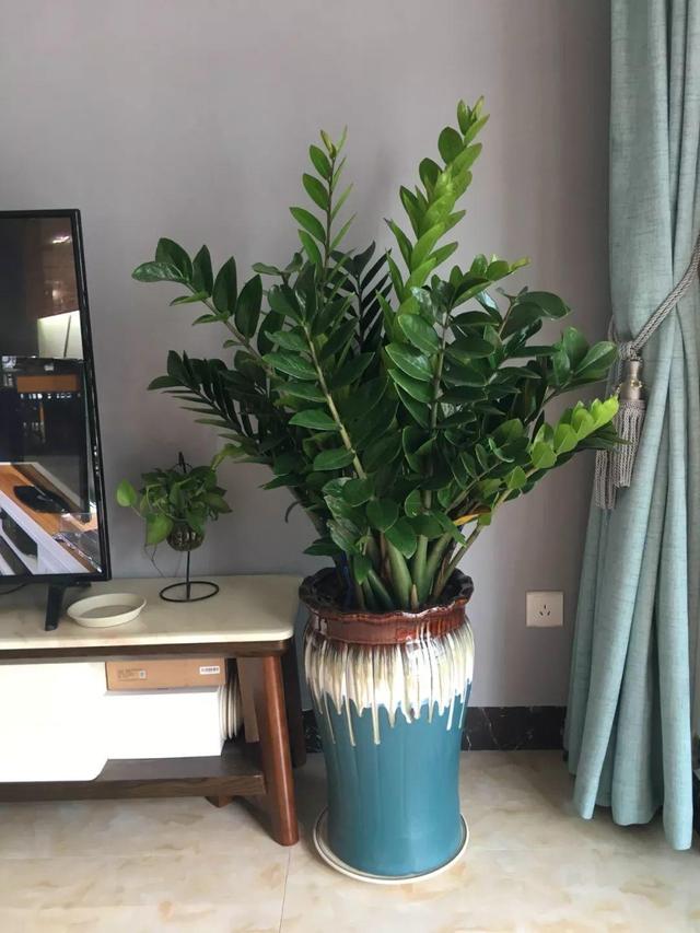 山药豆是什么，山药豆是什么样子的图片（挖出一把“山药豆”）