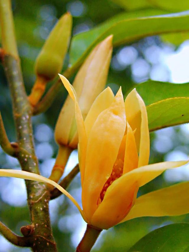 黄兰  黄兰图片,黄桷兰黄叶的原因和处理办法(黄葛兰树图片)