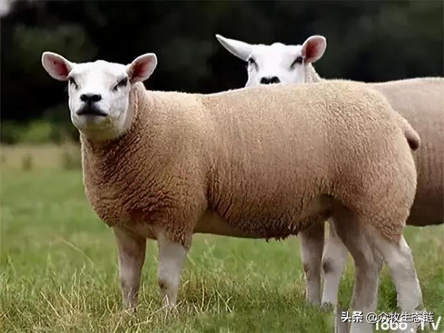 大同特产，世界上最好的羊，看看都在哪（大同特产有什么可以送礼的）