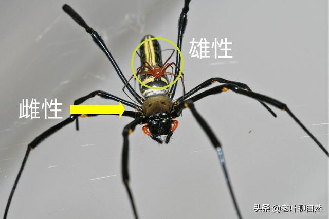 人脸蜘蛛,人面蜘蛛:雌性比雄性大10倍(人脸蜘蛛绿色)