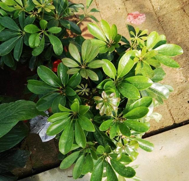 冬季在室内栽培鸭掌木,首先一点就是要给它见充足的光照,充足的光照