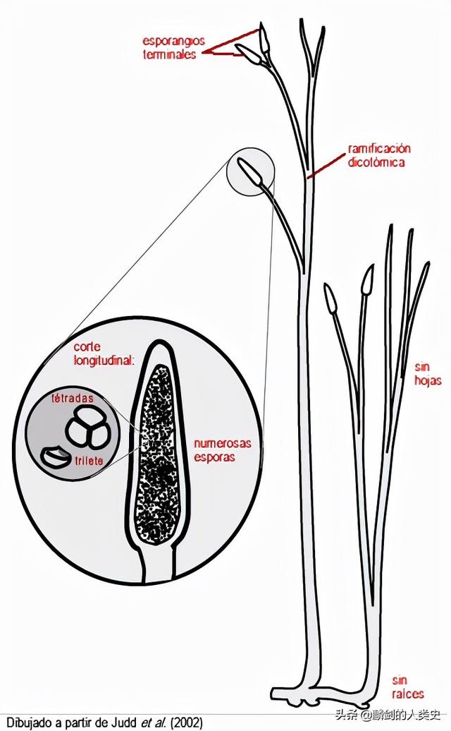 蕨原叶体 简图图片