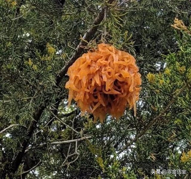 暖手宝里面是什么，暖手宝是什么成分（“网友什么都知道系列”）