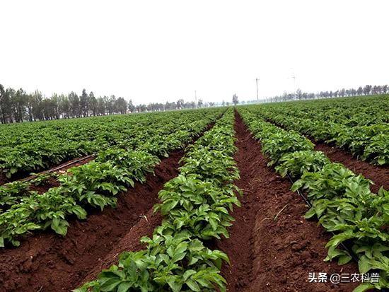 哈茨木霉菌作用，哈茨木霉菌的作用有哪些（哈赤木霉菌作用原理、特点、用量及使用方法）