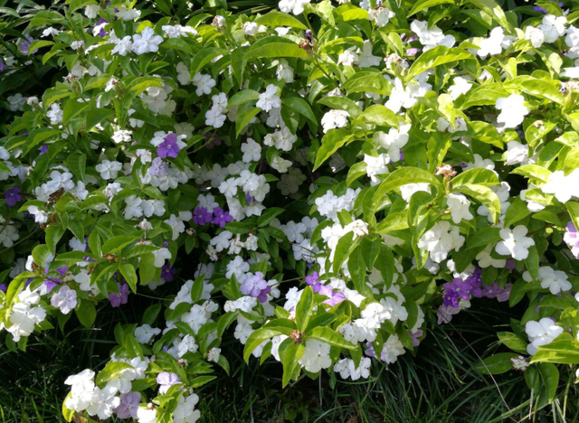 紫茉莉（紫茉莉花），农村院里的3种茉莉花（紫茉莉 茉莉）