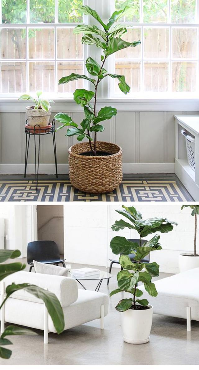 琴叶榕掉叶子怎么回事，琴叶榕常掉叶子是什么原因（琴叶榕长得好好看却总掉叶子）