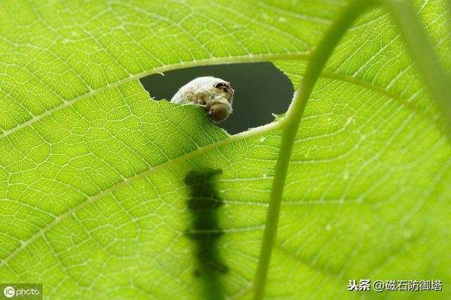 蚕变成蛾的过程（神奇动物之丝绸之路的起源——蚕宝宝变形记）