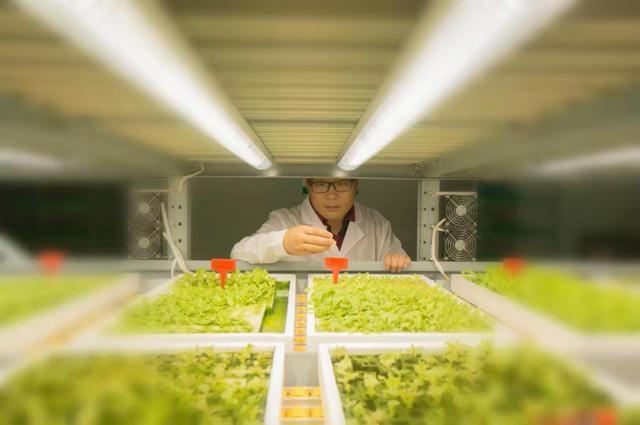 中环易达到底怎么样，中环易达是国企吗（中环易达植物工厂魏华农）