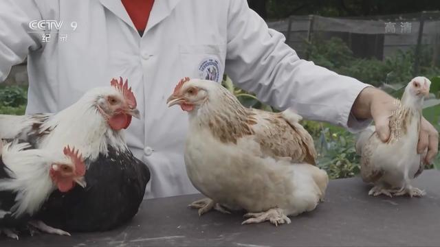 鸡你太美是什么意思，鸡你太美原版视频（看央视纪录片如何诠释“鸡你太美”）