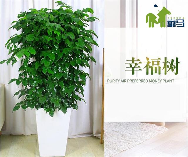 绿宝树的养殖方法和注意事项，绿宝树的养殖方法和注意事项盆栽（童马植界《绿宝的养殖及养护方法》）