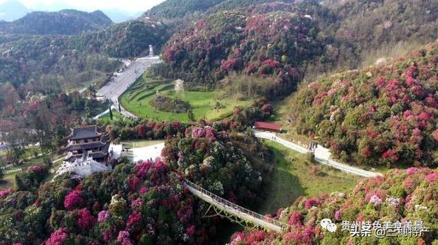 真正的龙眉图片，哪种眉毛是富贵眉毛（贵州旅游攻略之地球上的彩带——花的海洋百里杜鹃）