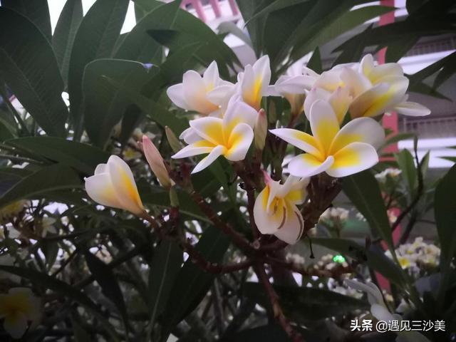 三沙市花是什么花，三沙市有多美（一草一木已嫣然——三沙鸡蛋花）