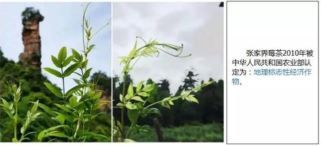 莓茶的作用与功效及副作用，莓茶的功效作用与副作用（关于张家界莓茶你知道多少）