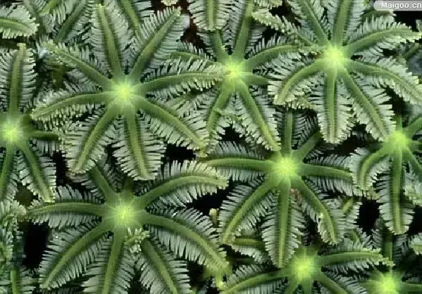 海洋生物有哪些，海洋生物简笔画（十大最美丽奇特的海洋生物）