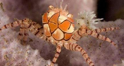 otocicgalesnjak在哪个国家，OtocicGalesnjak这个单词怎么读这个心形的小岛有没有人去过