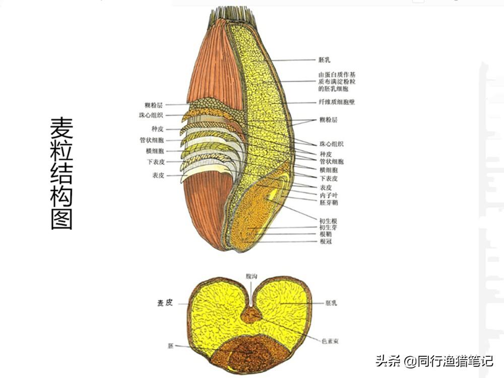 麦粒挂钩方法图解图片