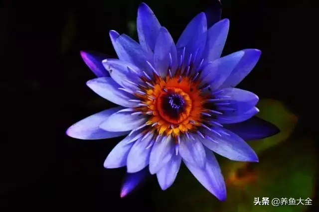 莲花的别称有哪些，莲花的别称有哪些拼音（ 太齐全太珍贵了）