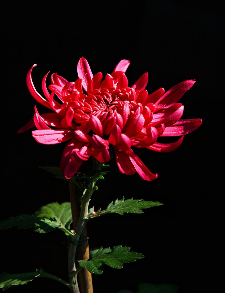 100种菊花的名字和图片,古诗词里的菊花 - 玉三网