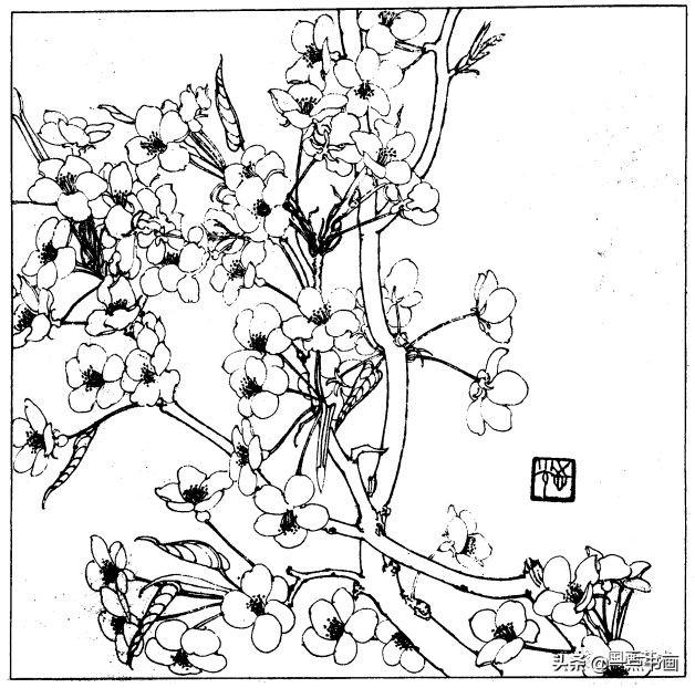简笔画报花名：手绘铅笔画“白杜鹃花”画法，简笔画报花名（百花苑——白描百花分享<一>）