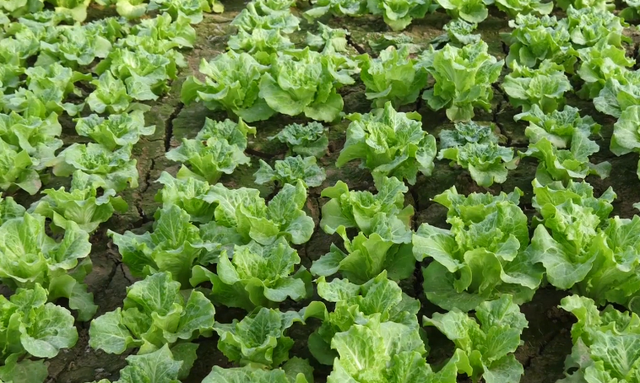 生菜的种植方法和时间，春季生菜的种植方法和时间（30天后就能吃）