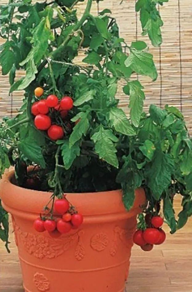 西红柿的种植方法和管理技术，西红柿的种植方法和管理技术视频（解开你总是种不好番茄之谜）
