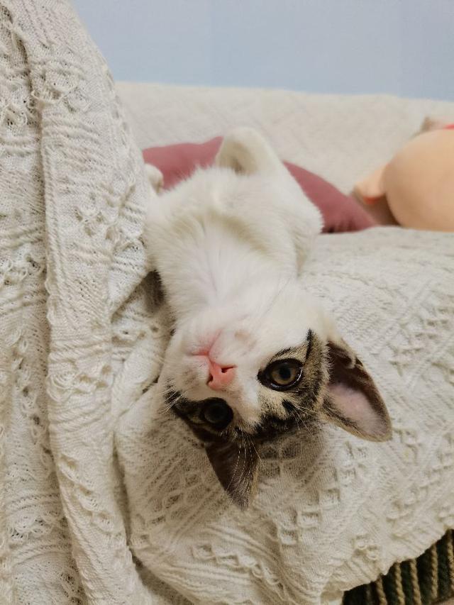 猫肉的做法大全，猫肉有什么做法（请问猫肉怎么做好吃一点）