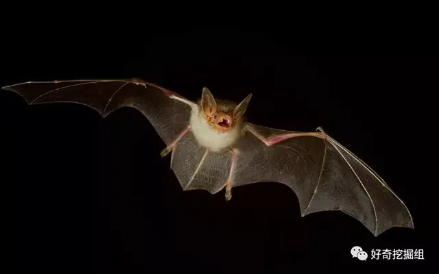 十大最恐怖蝙蝠图片，十大恐怖生物（你不知道它们到底有多恐怖）